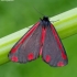 Cinnabar moth - Tyria jacobaeae | Fotografijos autorius : Romas Ferenca | © Macronature.eu | Macro photography web site