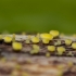 Citri̇ninė geltontaurė - Calycina citrina | Fotografijos autorius : Eglė Vičiuvienė | © Macrogamta.lt | Šis tinklapis priklauso bendruomenei kuri domisi makro fotografija ir fotografuoja gyvąjį makro pasaulį.