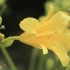 Citron Daylily - Hemerocallis citrina | Fotografijos autorius : Gintautas Steiblys | © Macronature.eu | Macro photography web site