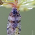 Cixiid planthopper - Cixius sp. ? | Fotografijos autorius : Darius Baužys | © Macronature.eu | Macro photography web site