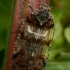 Cixiid planthopper - Cixius sp. | Fotografijos autorius : Gintautas Steiblys | © Macronature.eu | Macro photography web site