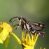 Clearwing moth - Pyropteron triannuliformis | Fotografijos autorius : Žydrūnas Daunoravičius | © Macronature.eu | Macro photography web site