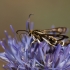 Clearwing moth - Pyropteron triannuliformis | Fotografijos autorius : Zita Gasiūnaitė | © Macronature.eu | Macro photography web site