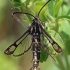 Clearwing moth - Pyropteron triannuliformis | Fotografijos autorius : Gintautas Steiblys | © Macronature.eu | Macro photography web site