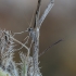 Cleftless-winged Plume Moth - Agdistis sp. | Fotografijos autorius : Gintautas Steiblys | © Macronature.eu | Macro photography web site