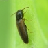 Click Beetle - Adrastus pallens | Fotografijos autorius : Vidas Brazauskas | © Macronature.eu | Macro photography web site