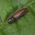 Click Beetle - Adrastus pallens | Fotografijos autorius : Kazimieras Martinaitis | © Macronature.eu | Macro photography web site