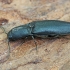 Click Beetle - Ectinus aterrimus | Fotografijos autorius : Gintautas Steiblys | © Macronature.eu | Macro photography web site