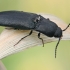 Click Beetle - Ectinus aterrimus | Fotografijos autorius : Gintautas Steiblys | © Macronature.eu | Macro photography web site