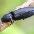 Click Beetle - Ectinus aterrimus | Fotografijos autorius : Kazimieras Martinaitis | © Macronature.eu | Macro photography web site
