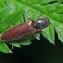 Click beetle - Athous subfuscus | Fotografijos autorius : Gintautas Steiblys | © Macronature.eu | Macro photography web site