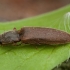 Click beetle - Athous subfuscus | Fotografijos autorius : Žilvinas Pūtys | © Macronature.eu | Macro photography web site