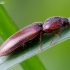 Click beetle - Athous subfuscus | Fotografijos autorius : Romas Ferenca | © Macronature.eu | Macro photography web site