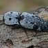 Click beetle - Calais parreysii | Fotografijos autorius : Gintautas Steiblys | © Macronature.eu | Macro photography web site