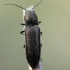 Click beetle - Cidnopus aeruginosus | Fotografijos autorius : Ramunė Vakarė | © Macronature.eu | Macro photography web site