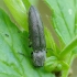 Click beetle - Cidnopus aeruginosus | Fotografijos autorius : Romas Ferenca | © Macronature.eu | Macro photography web site