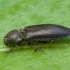 Click beetle - Cidnopus aeruginosus | Fotografijos autorius : Žilvinas Pūtys | © Macronature.eu | Macro photography web site