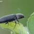 Click beetle - Cidnopus aeruginosus | Fotografijos autorius : Gintautas Steiblys | © Macronature.eu | Macro photography web site