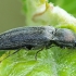 Click beetle - Cidnopus aeruginosus | Fotografijos autorius : Gintautas Steiblys | © Macronature.eu | Macro photography web site