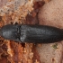 Click beetle - Ectinus aterrimus | Fotografijos autorius : Žilvinas Pūtys | © Macronature.eu | Macro photography web site