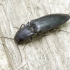 Click beetle - Ectinus aterrimus | Fotografijos autorius : Romas Ferenca | © Macronature.eu | Macro photography web site