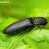 Click beetle - Ectinus aterrimus | Fotografijos autorius : Romas Ferenca | © Macronature.eu | Macro photography web site