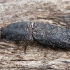 Click beetle - Lacon punctatus | Fotografijos autorius : Gintautas Steiblys | © Macronature.eu | Macro photography web site