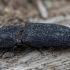 Click beetle - Lacon punctatus | Fotografijos autorius : Žilvinas Pūtys | © Macronature.eu | Macro photography web site