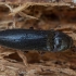 Click beetle - Melanotus cf. villosus ♀ | Fotografijos autorius : Žilvinas Pūtys | © Macronature.eu | Macro photography web site
