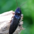 Click beetle - Melanotus villosus ♀ | Fotografijos autorius : Romas Ferenca | © Macronature.eu | Macro photography web site