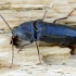 Click beetle - Melanotus villosus ♂ | Fotografijos autorius : Romas Ferenca | © Macronature.eu | Macro photography web site