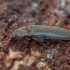 Click beetle - Melanotus villosus | Fotografijos autorius : Žilvinas Pūtys | © Macronature.eu | Macro photography web site