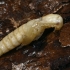 Click beetle's - Ampedus sp. pupa | Fotografijos autorius : Gintautas Steiblys | © Macronature.eu | Macro photography web site