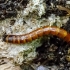 Click beetle's larva | Ampedus sp. | Fotografijos autorius : Darius Baužys | © Macronature.eu | Macro photography web site