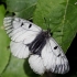 Clouded Apollo - Parnassius mnemosyne | Fotografijos autorius : Valdimantas Grigonis | © Macronature.eu | Macro photography web site