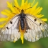 Juodasis apolonas - Parnassius mnemosyne | Fotografijos autorius : Zita Gasiūnaitė | © Macrogamta.lt | Šis tinklapis priklauso bendruomenei kuri domisi makro fotografija ir fotografuoja gyvąjį makro pasaulį.