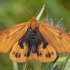 Clouded Buff - Diacrisia sannio ♂ | Fotografijos autorius : Žilvinas Pūtys | © Macronature.eu | Macro photography web site