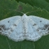 Clouded Silver - Lomographa temerata | Fotografijos autorius : Žilvinas Pūtys | © Macronature.eu | Macro photography web site