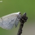 Clouded Silver - Lomographa temerata | Fotografijos autorius : Darius Baužys | © Macronature.eu | Macro photography web site