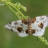 Clouded magpie - Abraxas sylvata | Fotografijos autorius : Arūnas Eismantas | © Macronature.eu | Macro photography web site