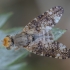 Clouded wormwood fly - Oxyna parietina ♂ | Fotografijos autorius : Žilvinas Pūtys | © Macronature.eu | Macro photography web site