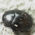 Clown beetle - Dendrophilus punctatus | Fotografijos autorius : Vidas Brazauskas | © Macronature.eu | Macro photography web site