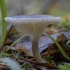 Club Foot - Ampulloclitocybe clavipes | Fotografijos autorius : Žilvinas Pūtys | © Macrogamta.lt | Šis tinklapis priklauso bendruomenei kuri domisi makro fotografija ir fotografuoja gyvąjį makro pasaulį.