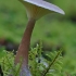 Club Foot - Ampulloclitocybe clavipes | Fotografijos autorius : Gintautas Steiblys | © Macronature.eu | Macro photography web site