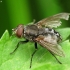 Cluster Fly - Pollenia sp. ? | Fotografijos autorius : Vidas Brazauskas | © Macronature.eu | Macro photography web site