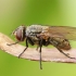 Pilkoji lavonmusė - Pollenia sp. ♀ | Fotografijos autorius : Gintautas Steiblys | © Macronature.eu | Macro photography web site