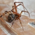 Cobweb spider - Parasteatoda tabulata ♂ | Fotografijos autorius : Gintautas Steiblys | © Macronature.eu | Macro photography web site