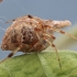 Cobweb spider - Parasteatoda tabulata | Fotografijos autorius : Gintautas Steiblys | © Macronature.eu | Macro photography web site