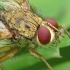 Cockchafer parasite fly  - Dexiosoma caninum | Fotografijos autorius : Vidas Brazauskas | © Macronature.eu | Macro photography web site