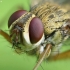 Cockchafer parasite fly - Dexiosoma caninum | Fotografijos autorius : Vidas Brazauskas | © Macronature.eu | Macro photography web site
